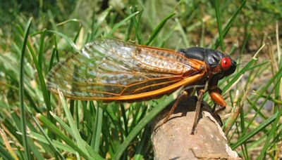 Cicadas Are Coming To Mess Up Your Car, Here's What You Should Do To Prepare For It