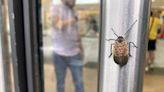 Senators unveil bipartisan legislation targeting spread of invasive spotted lanternfly
