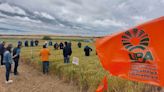 Una jornada de UPA PALENCIA con agricultores transfiere información de su Campo Demostrativo de Cereales