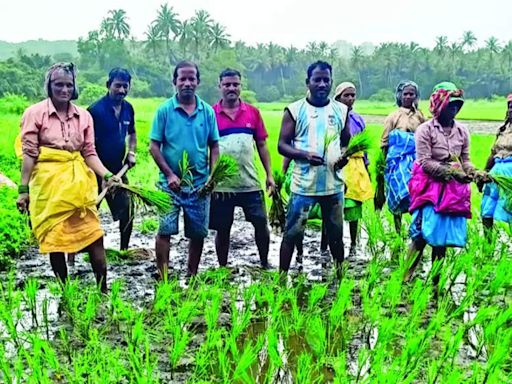 Harvest starts at Velsao after croc gets trapped | Goa News - Times of India