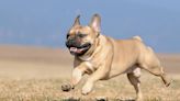 French Bulldog's Excitement Over Seeing the Mailman Makes Our Day