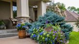 How to Grow and Care for Endless Summer® Pop Star® Hydrangeas