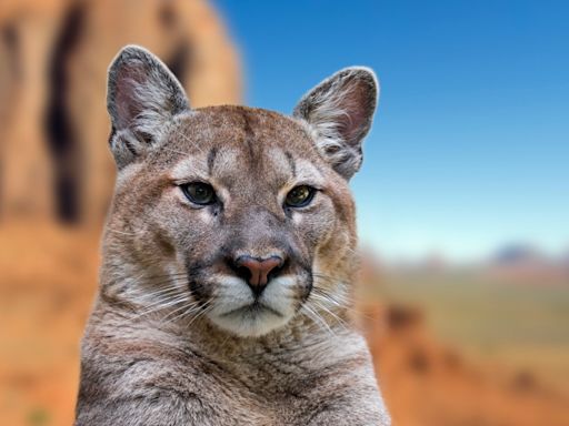 Utah men sentenced for organizing illegal ‘canned’ mountain lion hunts