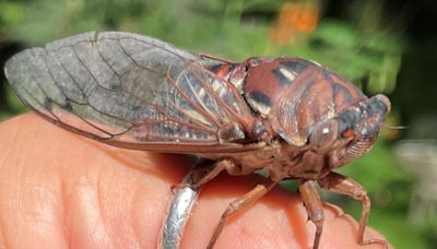 When do cicadas emerge? Are there cicadas in Cape Coral?