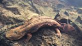Hellbenders are signs of healthy trout streams | ECOVIEWS