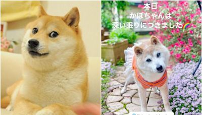 全球迷因柴犬「Doge」18歲高齡辭世 狗狗幣應聲下挫