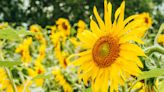 Want Big, Beautiful Blooms? Here's Exactly When You Should Plant Your Sunflowers