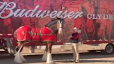 Budweiser Clydesdale horses making tour stop in Nashville