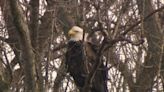 Bald eagle nest found in Toronto for 1st time in recorded history, conservation authority says