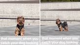 Exact moment Yorkie spots owner out in public is "how happiness feels"