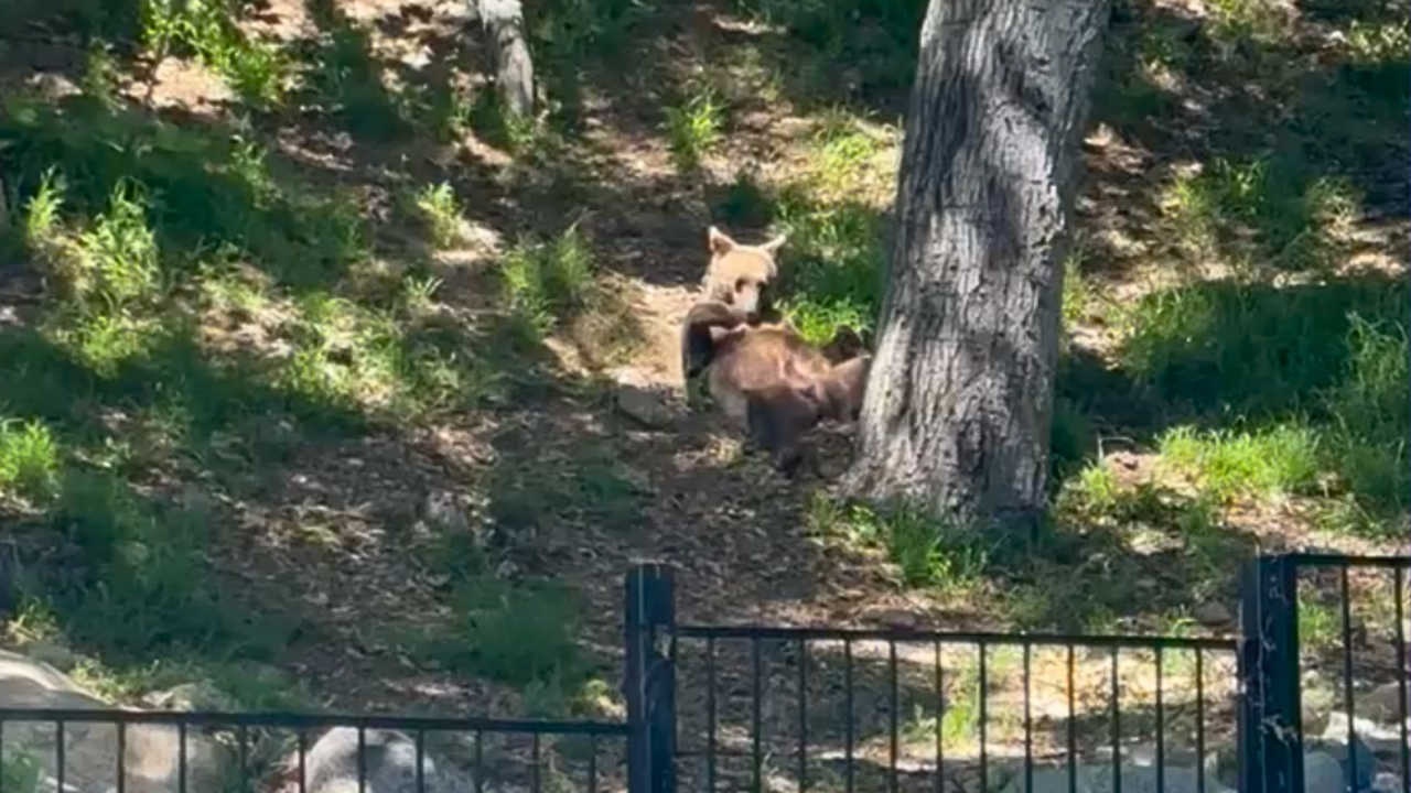 Lounging bear is regular sight behind Los Angeles County home: Video