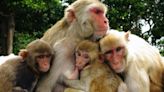 Macaque monkeys shrink their social networks as they age – research suggests evolutionary roots of a pattern seen in elderly people, too