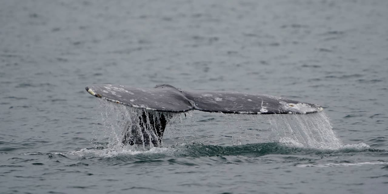 Opinion | What Does Joe Biden Have Against Gray Whales?