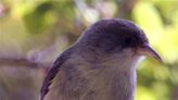 Millions of Altered Mosquitoes Could Save Hawaii's Birds