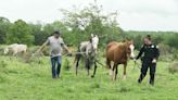 Missouri Humane Society, Greene Co. Sheriff remove 4 emaciated horses from Fair Grove