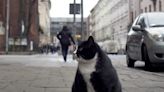 A fat cat has become the top-rated tourist attraction in a Polish city with a perfect 5-star average on Google Maps