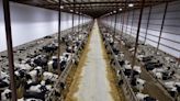 Massive Kewaunee factory farm, DNR reach settlement on manure spreading, water monitoring