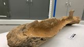 Retired teacher finds mammoth shoulder blade bone while walking dogs west of Edmonton