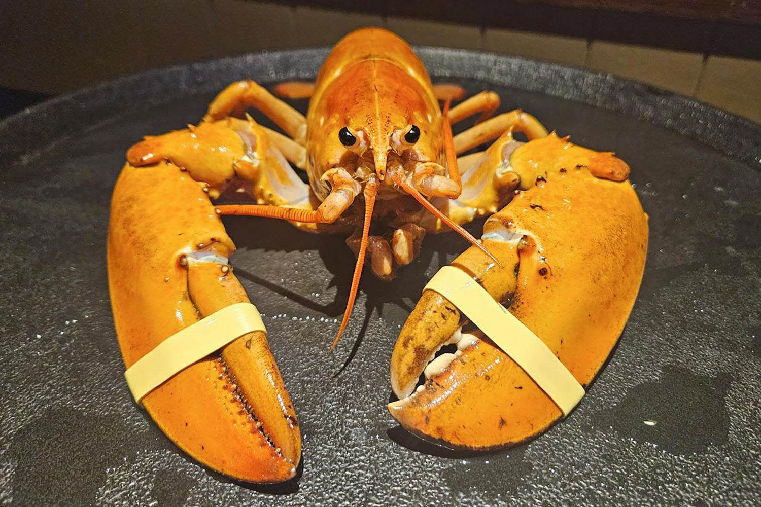 Red Lobster dishwasher rescues ‘one-in-30 million’ orange lobster