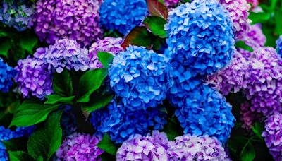 Hydrangeas flower bigger and better than ever year after year with 1 vital item