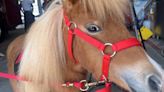 Cayce Fire Department’s newest team member: Muffin the Mini Horse