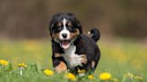 Bernese Mountain Dog's Graduation From Puppy Class Annoucement Is Priceless