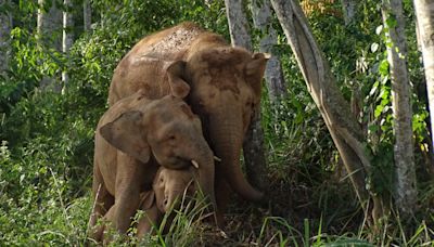 Bornean elephant assessed as endangered in new threatened species list