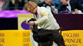 Westminster dog show is a study in canine contrasts as top prize awaits