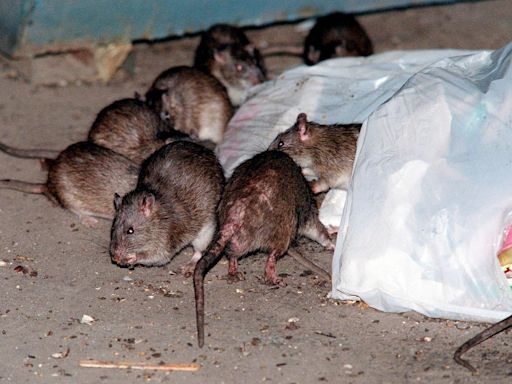 What is the most rat-infested place in the US? Hint: It’s not New York