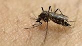 Zika alert: Pune civic body finds 214 mosquito breeding spots in three ward office areas