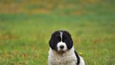 Dad's Reaction to Newfoundland Puppy After Losing His Beloved Dog Is So Touching