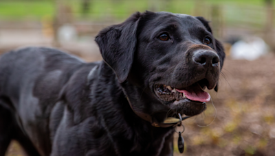 Black Labrador Allowing Ducks to Gently Clean Him Is the Sweetest Thing