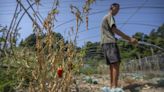 Chinese farmers struggle as scorching drought wilts crops