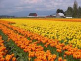 Skagit Valley