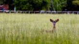 Deer test positive for CWD in Harpers Ferry National Historical Park