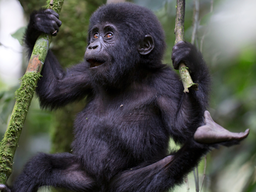 Columbus Zoo Welcomes 'Critically Endangered' Gorilla Baby