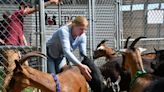 NHSPCA rescues 54 goats from 'extremely unhealthy conditions' at Lee farm