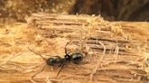 How to Get Rid of Carpenter Ants Before the Damage Is Done