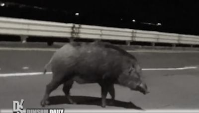 Wild boar fatally struck by private car on Castle Peak Road - Ting Kau, 2nd case in one day - Dimsum Daily