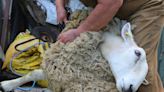 For the shear joy: 75-year-old B.C. widow intends keep sheep farm going