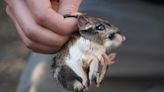 California researchers find elusive kangaroo rat not seen in years