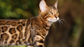 Boy Comes Downstairs Without Bengal Cat's Permission and Hilarity Ensues