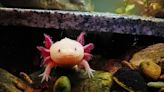 People Can Symbolically 'Adopt an Axolotl' to Help Save the Species