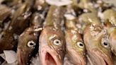 Russia preparing to ban Britain from fishing for cod and haddock in Barents Sea