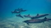 To find out the age of dolphins, ask their poop