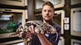 South Carolina fears non-native tegu lizards could take root and wreak ecological havoc
