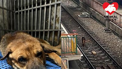 老狗昨日走進輕鐵路軌獲救起 義工急尋狗主聯絡 - 香港動物報 Hong Kong Animal Post