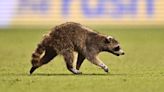 Rogue Raccoon Causes 'Record-Setting' Delay During MLS Match