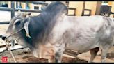 Elite bull at Hapur farm is a headturner with 50k doses of semen and counting