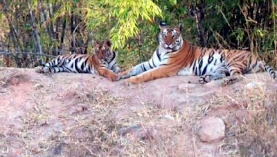 Bandhavgarh Tiger Reserve: 4 To 5 Tigresses With Cubs Spotted In Tourist & Non-Tourists Range